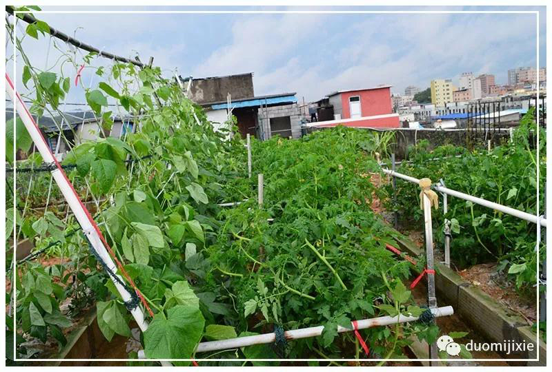 聽說了嗎,多米居然開始搞副業了?