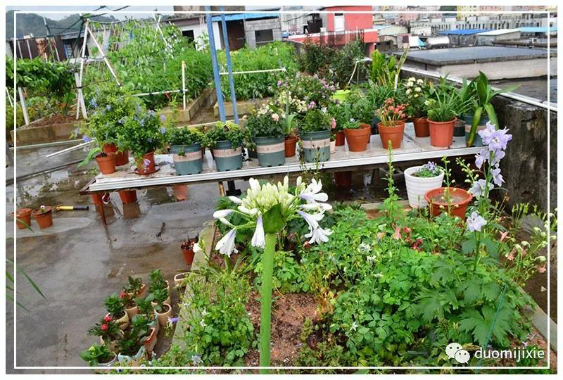 聽說了嗎,多米居然開始搞副業了?